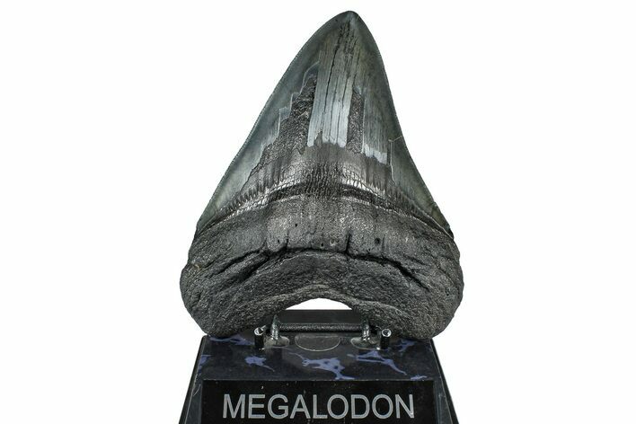 Serrated, Fossil Megalodon Tooth - South Carolina #371751